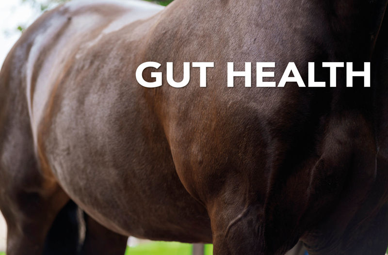 Your Horse's Gut: The Equine gastrointestinal Structure & Importance of Gut Health.